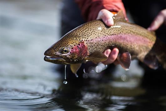 Bệnh xuất huyết do vi khuẩn trên cá hồi vân Bệnh xuất huyết do vi khuẩn trên cá hồi vân